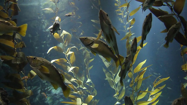 水族馆视频素材