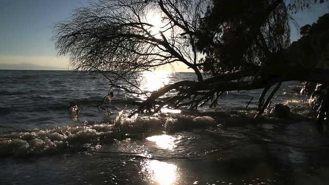 海上日落树视频素材