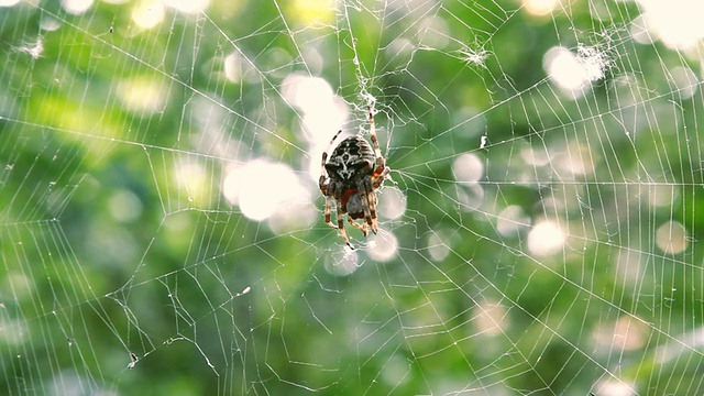 森林里蜘蛛网上的蜘蛛视频素材