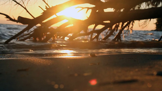 海上日落树视频素材