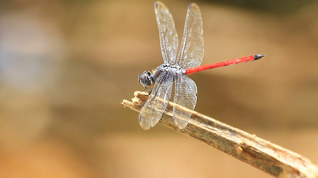 红色的蜻蜓视频素材