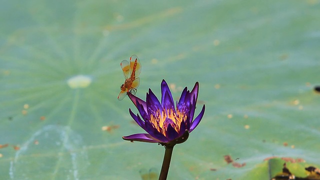 紫色荷花与蜻蜓视频素材