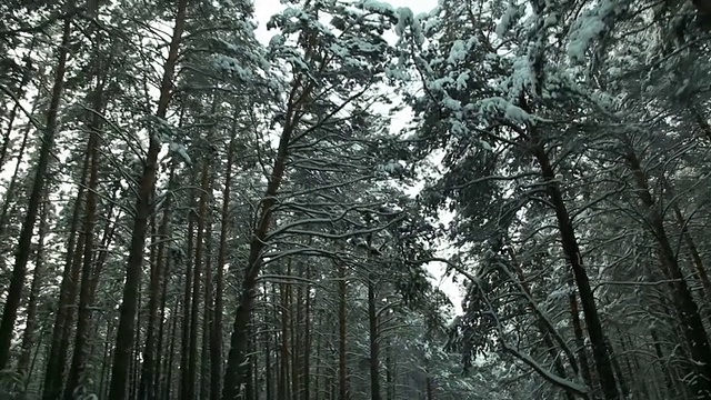 去了雪中的树下视频素材