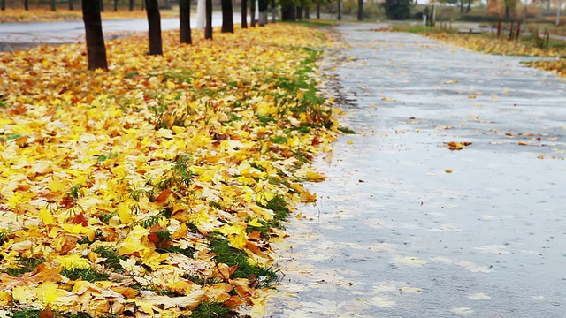 大水坑在秋天的巷子与黄色的树叶和雨视频素材