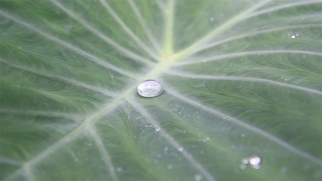 水在美丽的叶子上滚动视频素材