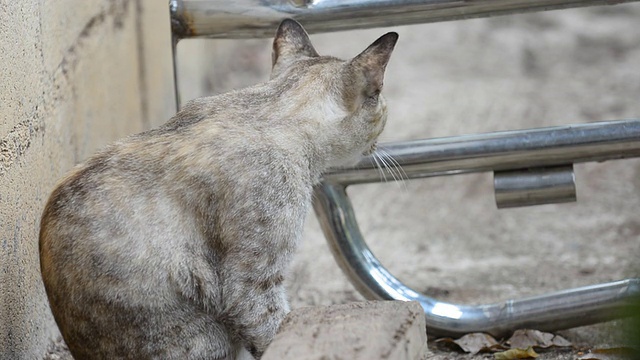 猫清洁自己视频素材