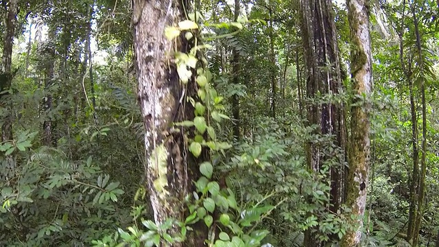 追踪一棵被附生植物覆盖的树干视频素材