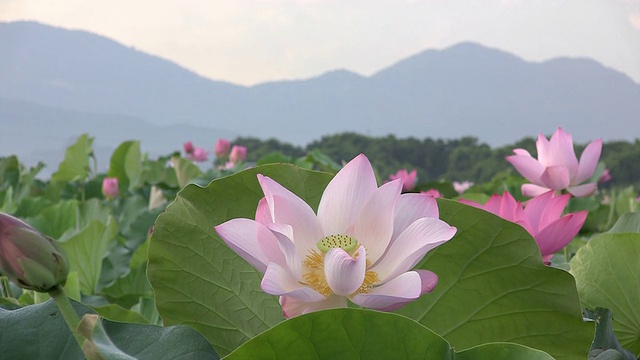 莲花视频素材