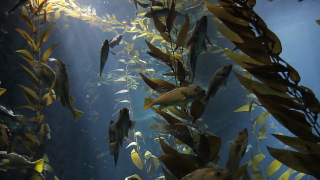 水族馆视频素材