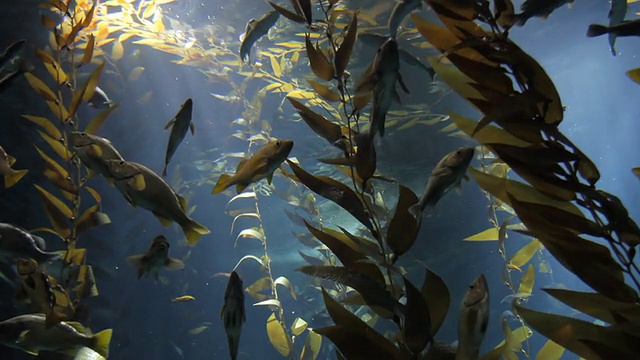 水族馆视频素材