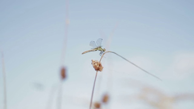 蜻蜓坐在阴天的侧面，特写视频素材