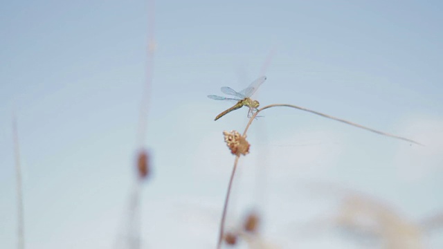 蜻蜓坐在阴云密布的天空上侧视，慢镜头视频素材