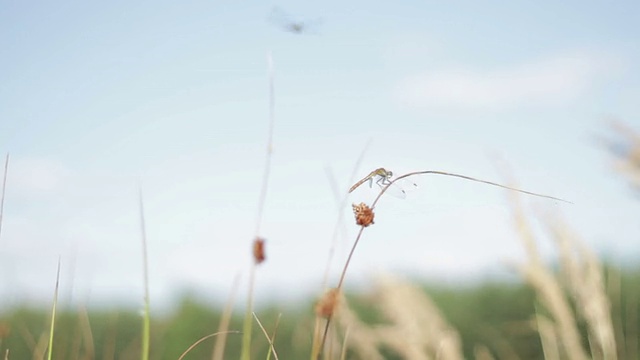 蜻蜓栖息在芦苇茎上视频素材