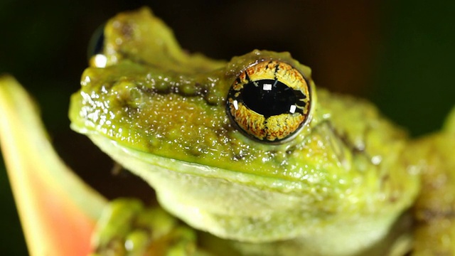 Treefrog肉桂(Ecnomiohyla tb)视频素材