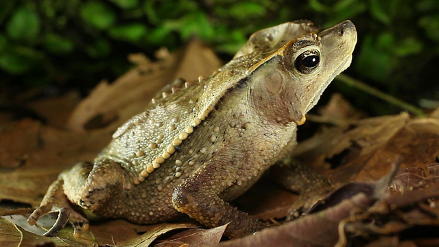 林冠蟾蜍(Rhinella dapsilis)视频素材