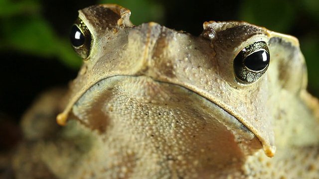 林冠蟾蜍(Rhinella dapsilis)视频素材