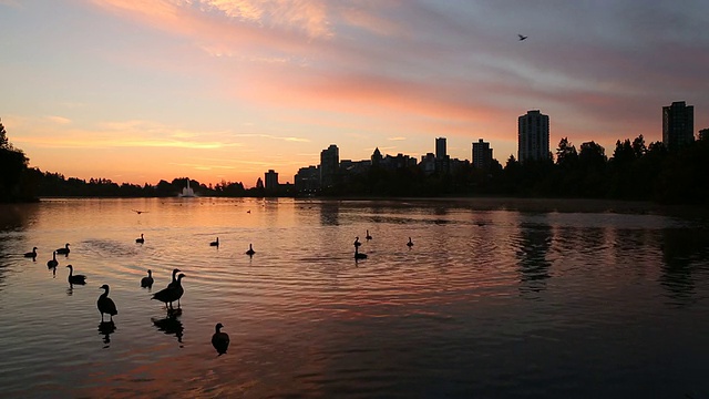 Lost Lagoon Dawn，温哥华视频素材