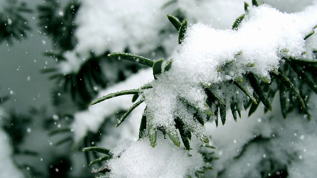 雪花和树细节循环视频素材