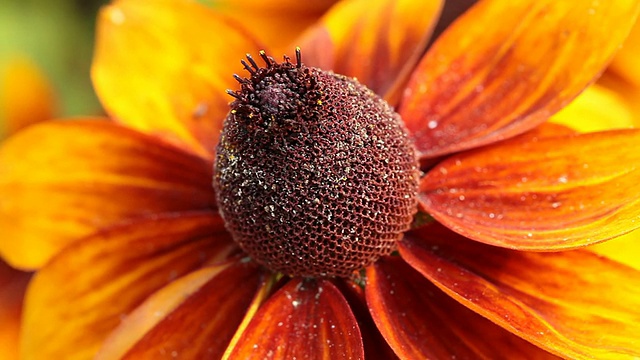 花园里有亮黄色的菊苣花视频素材