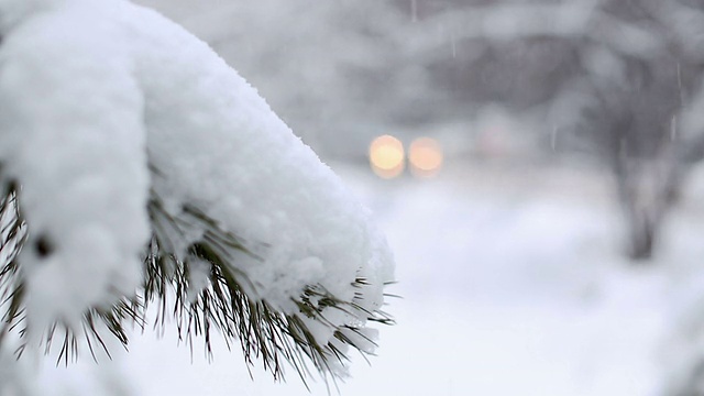 松枝与飘落的雪视频素材