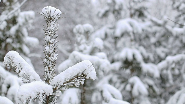 飘落的雪花视频素材