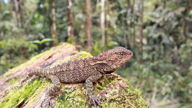 亚马逊森林龙(Enyalioides lataticeps)视频素材