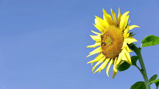 向日葵和蜜蜂在晴朗的日子里采集花粉视频素材