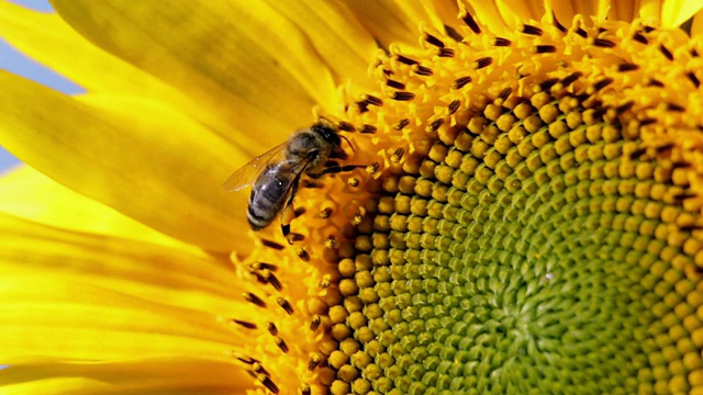 蜜蜂从向日葵上飞下来视频素材