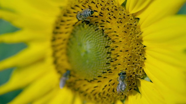 蜜蜂在花头上采集花粉的细节视频素材