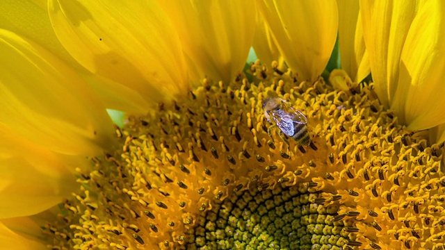 蜜蜂把头伸进花粉里视频素材