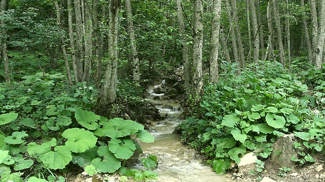 那山在岩石间流淌视频素材