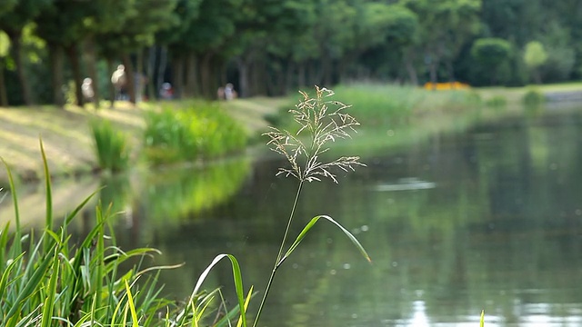 春天的风景映着绿色。视频素材