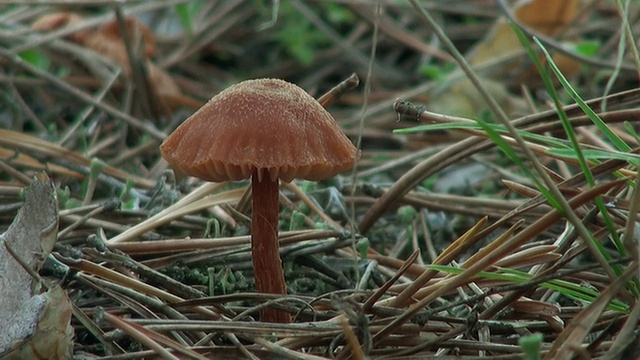 秋天在森林里找到棕色的蘑菇视频素材