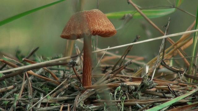 森林蘑菇秋天视频素材