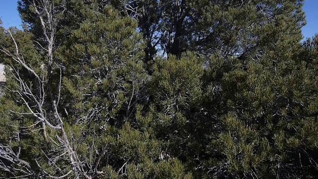 空中摄影:飞过树林去大峡谷视频素材