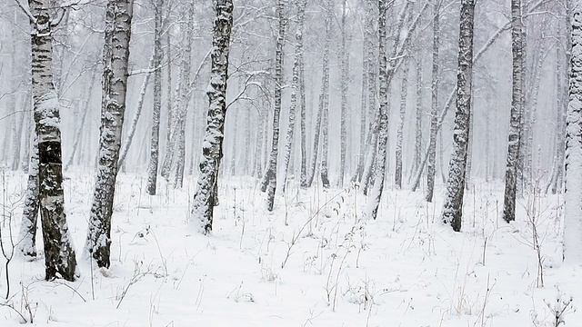 冬天飘落的雪花视频素材