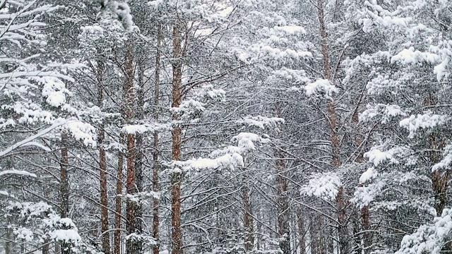 松枝与飘落的雪视频素材