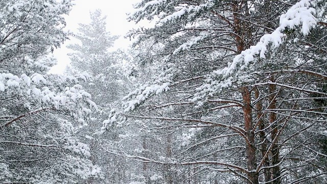 雪花落在树林里视频素材