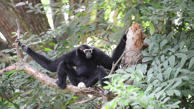 Siamang(一种长臂猿)家族视频素材