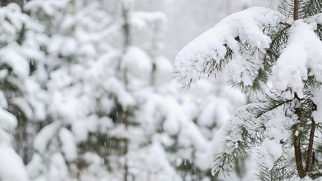 森林里的降雪视频素材