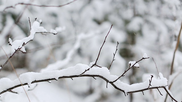 森林里的降雪视频素材