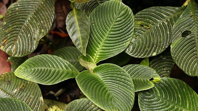 雨林地面上有脊状叶子的植物视频素材