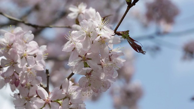 粉红色的日本樱花枝视频素材