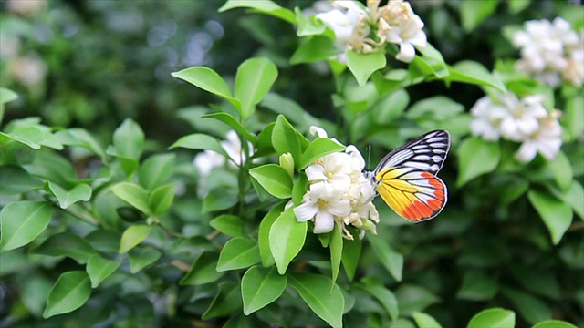 公园里的蝴蝶开着白花和绿叶视频素材