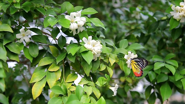 公园里的蝴蝶开着白花和绿叶视频素材