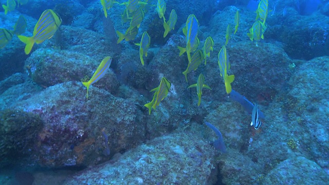 Porgies Cabo学校2013视频素材