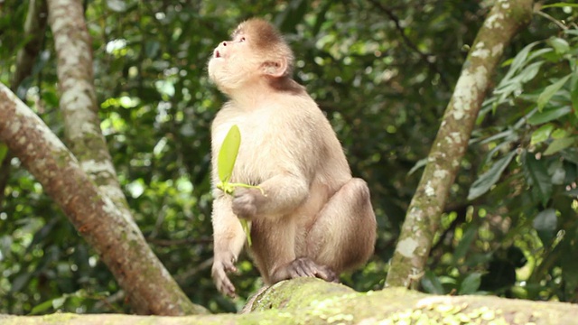 白头卷尾猴(Cebus albifrons)视频素材