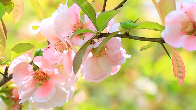 春天的花朵。视频素材