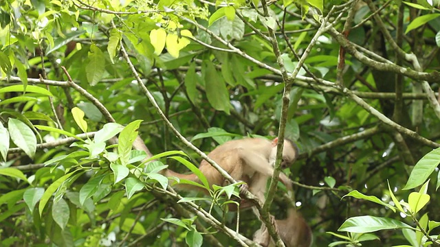 白头卷尾猴(Cebus albifrons)视频素材