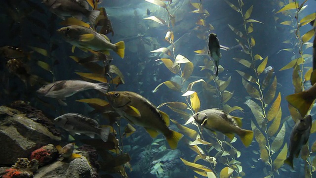 水族馆视频素材